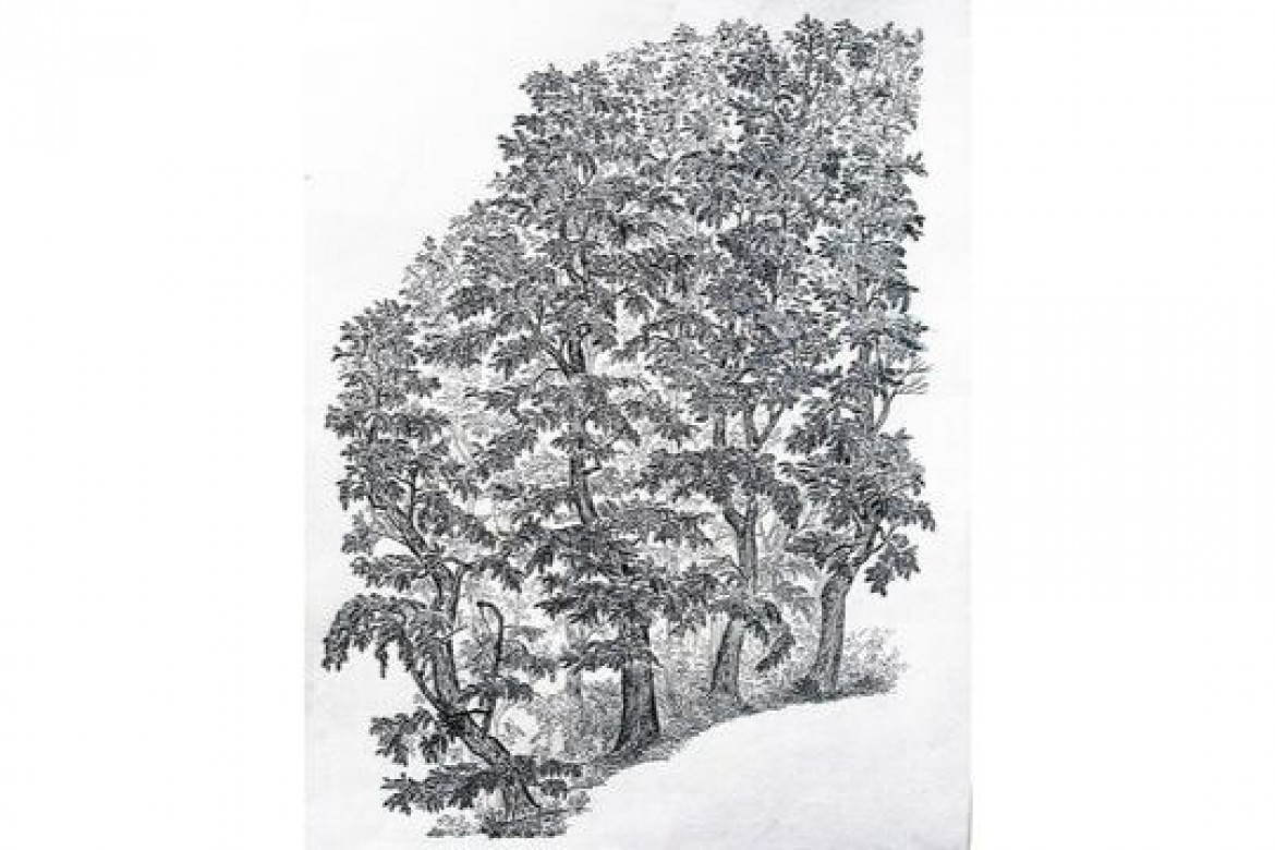 Le acacie - Inchiostro su carta - cm 70x50