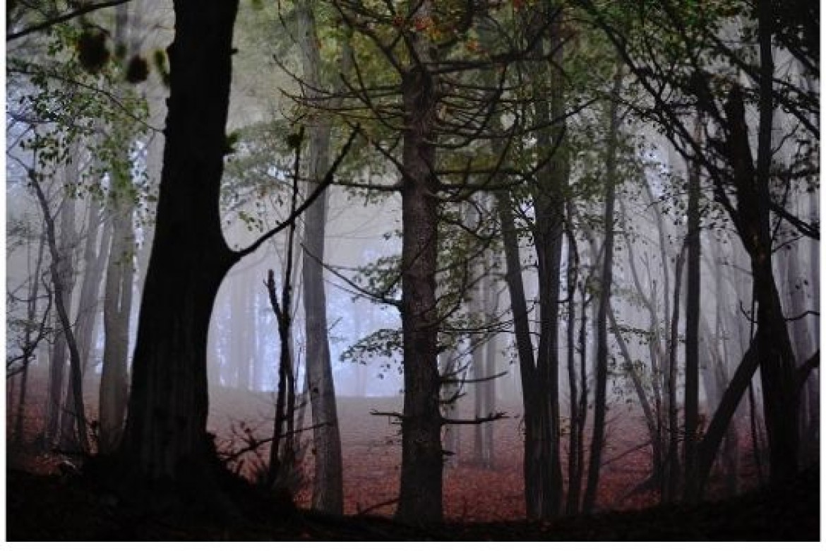 Bruma del bosco - Foto su stampa fine art - cm 50x70 - € 450.00