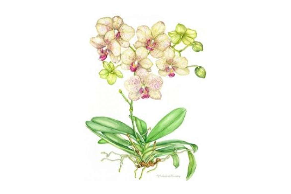 Orchidea Phalaenopsis - acquerello - cm 37x52 - 