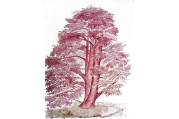 Cedro in rosso - Tecnica: inchiostro su carta - Dimensioni: cm 70x50