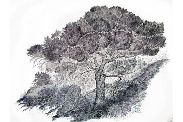 Pino - Tecnica: Inchiostro su carta - Dimensioni: cm 50x70