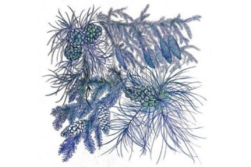 Pigne - Tecnica: Inchiostro su carta - Dimensioni: cm 70x50