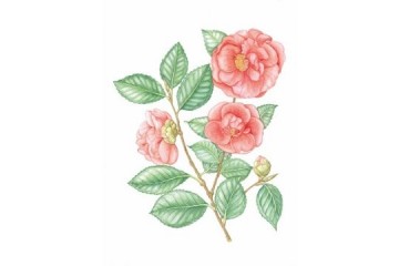 Camellia Japonica - Acquerello - cm 40x30 - € 650.00