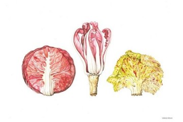 Cichorium intybus silvestre - Acquerello - cm 40x30 - € 650.00