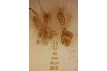 Non Vedo - vino su carta - cm 70x100