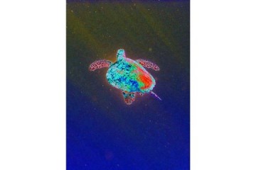 Tartaruga vola nel blu - Tecnica: Fotografia subcquea elaborata - Dimensioni: cm 60x80 - Prezzo: € 250.00