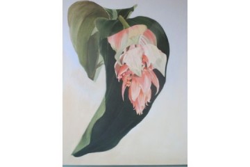 Medinilla - Eleganza - Olio su tela - cm 60x70