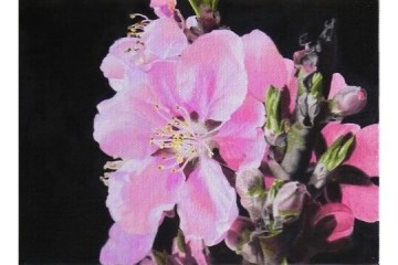 Fiori di pesco - Olio su tela -