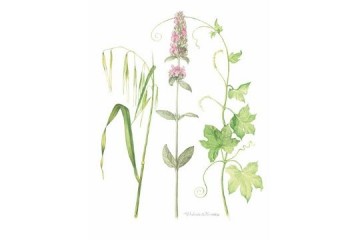 Studio di erbacee - Acquerello - cm 40x30 - € 450.00