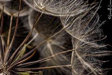 La dimora delle fate - Fotografia - cm 50x70