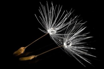 Tarassaco Vanitoso - Fotografia - cm 50x70