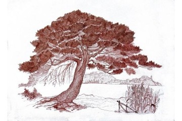Pino - Inchiostri su carta - cm 70x50