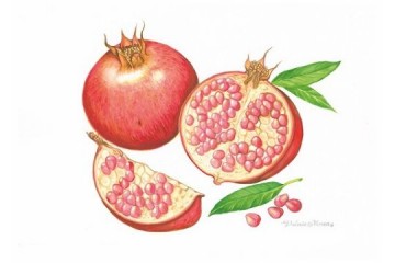 Punica Granatum - Acquerello - cm 40x30 - € 650.00