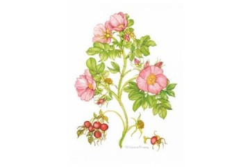 Rosa rugosa Frau Dagmar Hastrup - Acquerello - cm 40x30 - € 650.00