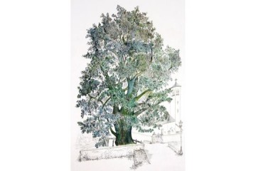 Tiglio - Inchiostri su carta - cn 50x70